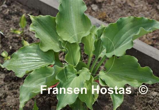 Hosta The Fonz